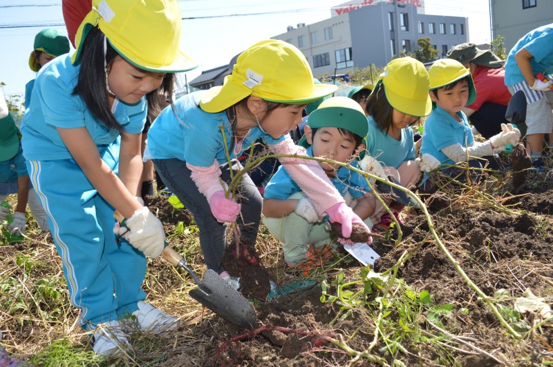 おいもほり遠足