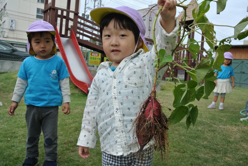 お芋堀り　未満児